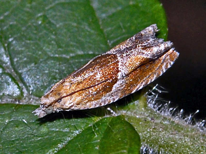 Un Microlepidottero dall''Appennino ligure - Ancylis obtusana